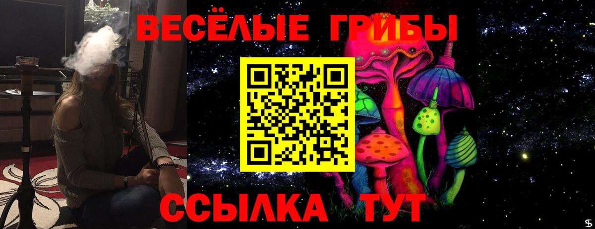 Галлюциногенные грибы Psilocybe Курчатов